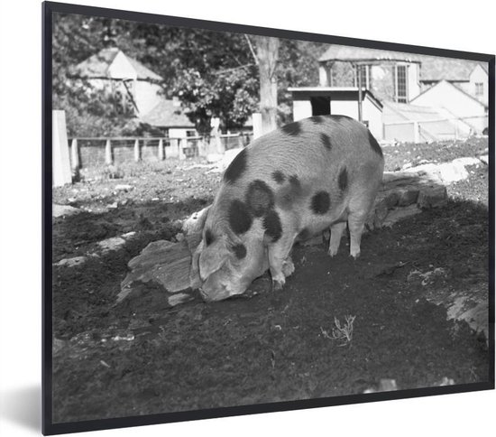 Fotolijst incl. Poster - Gestipt varken in de modder - zwart-wit - 80x60 cm - Posterlijst