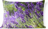 Buitenkussens - Tuin - Heldere paarse lavendel in de natuur - 60x40 cm