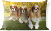 Buitenkussens - Tuin - Drie mooie Cavalier King Charles-spaniël naast elkaar - 60x40 cm