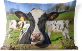 Sierkussen Friese koe voor buiten - Een Friese koe kijkt over het hek - 60x40 cm - rechthoekig weerbestendig tuinkussen / tuinmeubelkussen van polyester