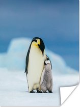 Poster Pinguïn - Kuiken - Sneeuw - 90x120 cm