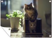 Tuin decoratie Verstoppertje spelende kittens - 40x30 cm - Tuindoek - Buitenposter