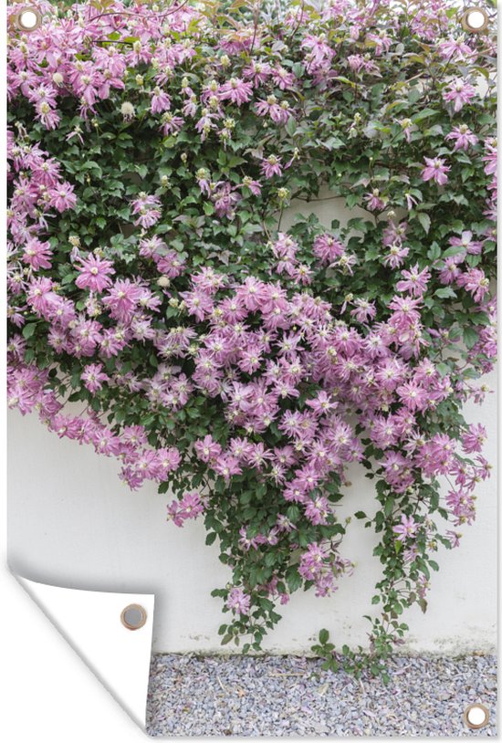 Plante grimpante à fleurs roses 40x60 cm | bol
