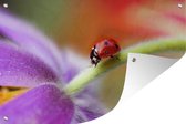 Muurdecoratie Lieveheersbeestje op een paarse bloem - 180x120 cm - Tuinposter - Tuindoek - Buitenposter