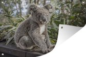 Tuinposter - Tuindoek - Tuinposters buiten - Koala - Hout - Planten - Kids - Jongens - Meiden - 120x80 cm - Tuin