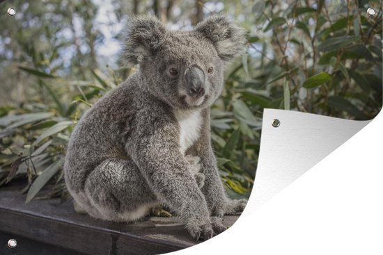 Zittende koala in Australie Tuinposter 60x40 cm - Foto op Tuinposter (tuin decoratie)