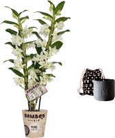 Mama's Bloemen - Set Bamboo Orchid ‘Pure White Appolon’ En Geurkaars Lucky Candle Black - Vers Boeket Bloemen - ↨ 50cm - ⌀ 12cm