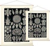 Flustra - Bryozoa (Kunstformen der Natur), Ernst Haeckel - Foto op Textielposter - 60 x 80 cm