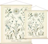 Campanulina - Campanariae (Kunstformen der Natur), Ernst Haeckel - Foto op Textielposter - 60 x 80 cm