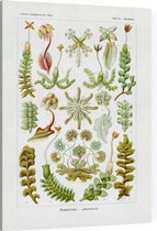 Marchantia - Hepaticae (Kunstformen der Natur), Ernst Haeckel - Foto op Canvas - 45 x 60 cm