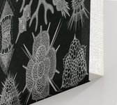 Astrosphaera - Spumellaria (Kunstformen der Natur), Ernst Haeckel - Foto op Canvas - 45 x 60 cm