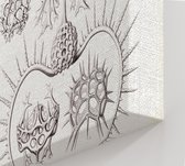 Elaphospyris - Spyroidea (Kunstformen der Natur), Ernst Haeckel - Foto op Canvas - 45 x 60 cm