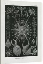 Aulographis - Phaeodaria (Kunstformen der Natur), Ernst Haeckel - Foto op Canvas - 45 x 60 cm