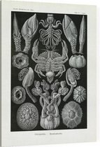 Lepas - Cirripedia (Kunstformen der Natur), Ernst Haeckel - Foto op Canvas - 75 x 100 cm