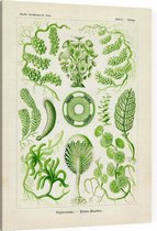 Caulerpa - Siphoneae (Kunstformen der Natur), Ernst Haeckel - Foto op Canvas - 30 x 40 cm