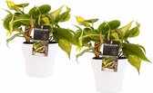 FloriaFor - Duo Philodendron Brazil Met Anna Pot - - ↨ 15cm - ⌀ 12cm