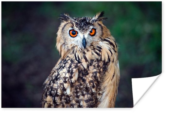 Poster Eagle Owl 150x75 cm - Tirage photo sur Poster (décoration murale salon / chambre) / Poster Animaux
