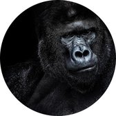 Silverback gorilla op zwarte achtergrond - Foto op Behangcirkel - ⌀ 100 cm