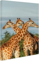 Canvas schilderij Giraffen in Oeganda