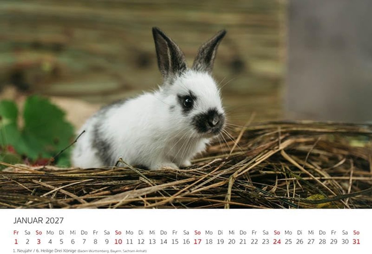 Seidel Premium kalender kleine hazen en hazen 2027 DIN A5 Duitse wandkalender dierenkinder wilde dieren bosdieren huisdieren