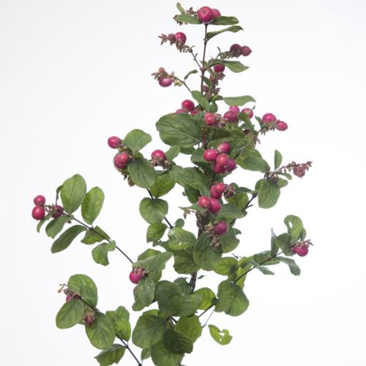 10x Symphor.magical ruby giant 60cm