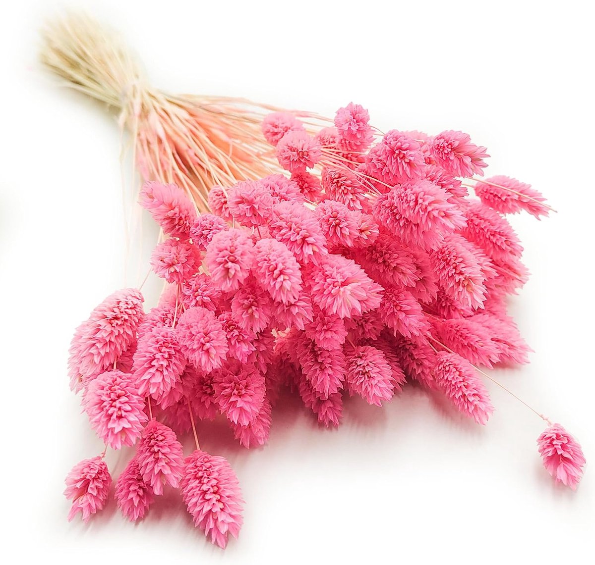 Dekogras Gedroogd Gras Siergras Kanariegras Phalaris Droogbloemen Natuurlijk Boho Ca. 100 Stuks 80 g Donker Roze
