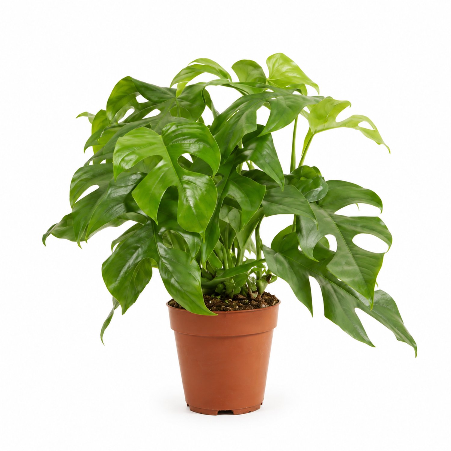 Bloomique - Monstera Minima - Mini-gatenplant - Klimplant - Kamerplanten - Snelle groeier - Gemakkelijk in onderhoud - Hoogte 25-30 cm - Pot 12 cm