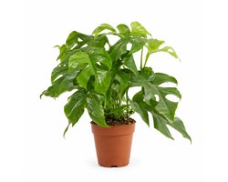 Bloomique - Monstera Minima - Mini-gatenplant - Klimplant - Kamerplanten - Snelle groeier - Gemakkelijk in onderhoud - Hoogte 25-30 cm - Pot 12 cm