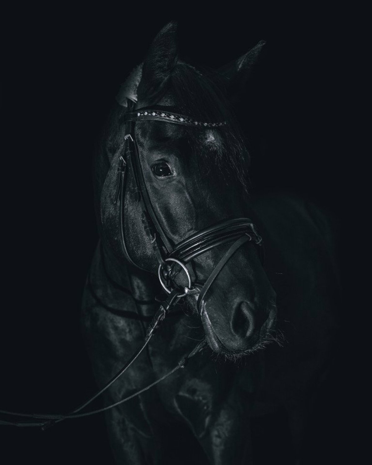 Vgdesign Zwart paardenportret 50x70 cm tuinposter banner VGDesign onbekend