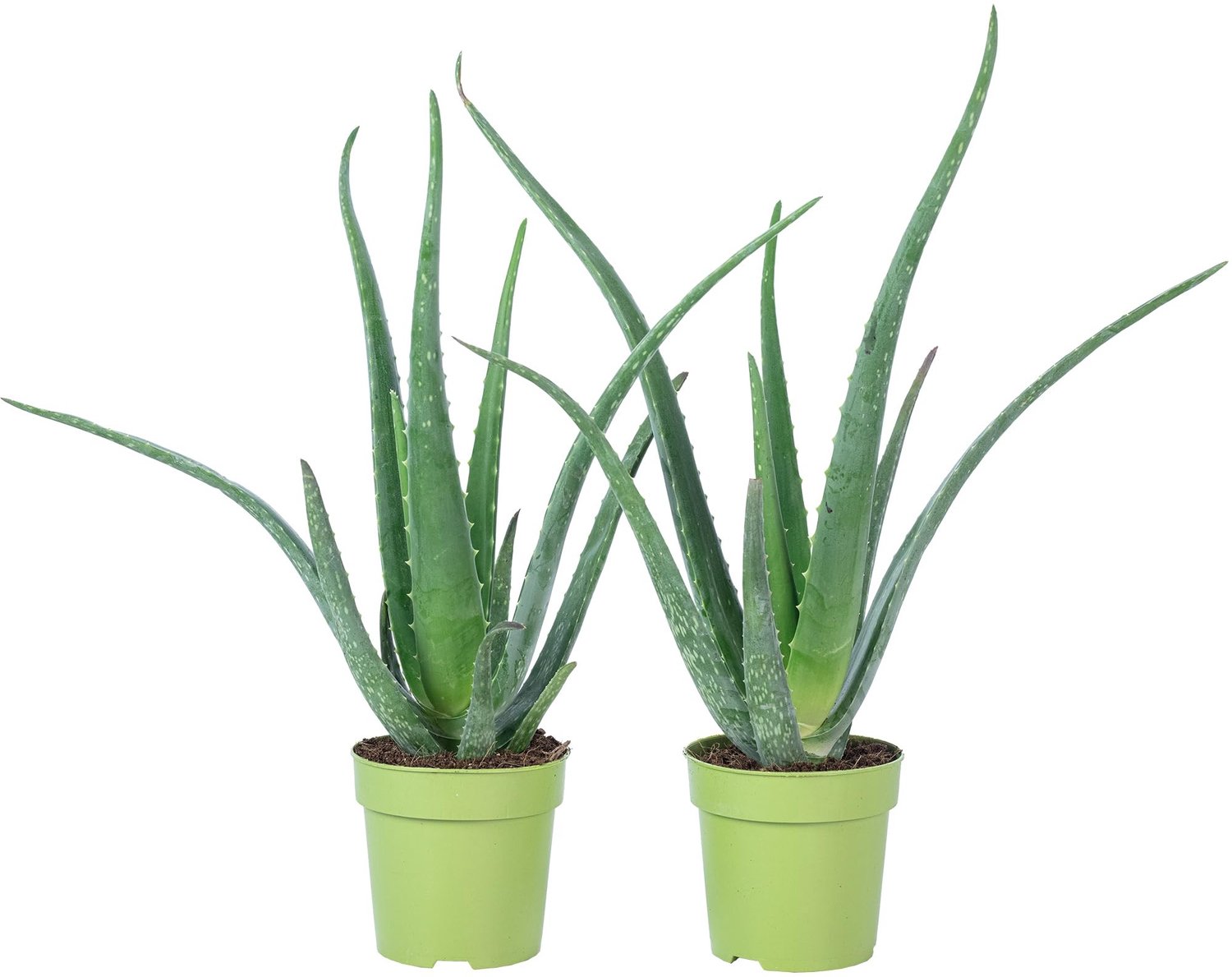 Real Aloe Vera - Set van 2 Gemakkelijke Kamerplanten - Hoogte 40 cm