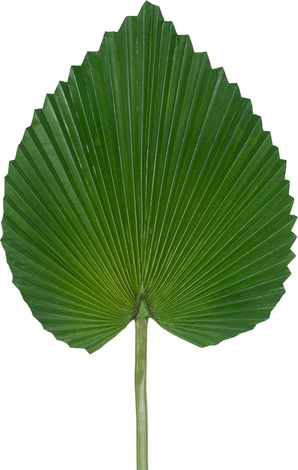 Easyplants | Kunstblad 81 cm | Zijde | Nepbloemen | groen | Onderhoudsvrij | Kant-en-klaar