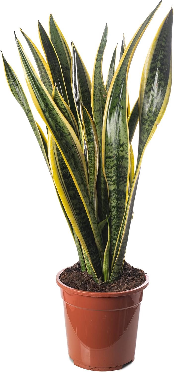 Hoge kamerplant, exotische plant voor je huis.