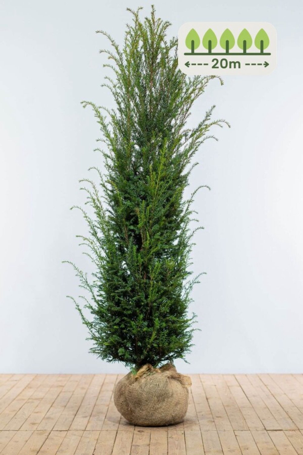 Taxus Baccata 180-200 cm voor 20 meter - 40st. Taxus baccata