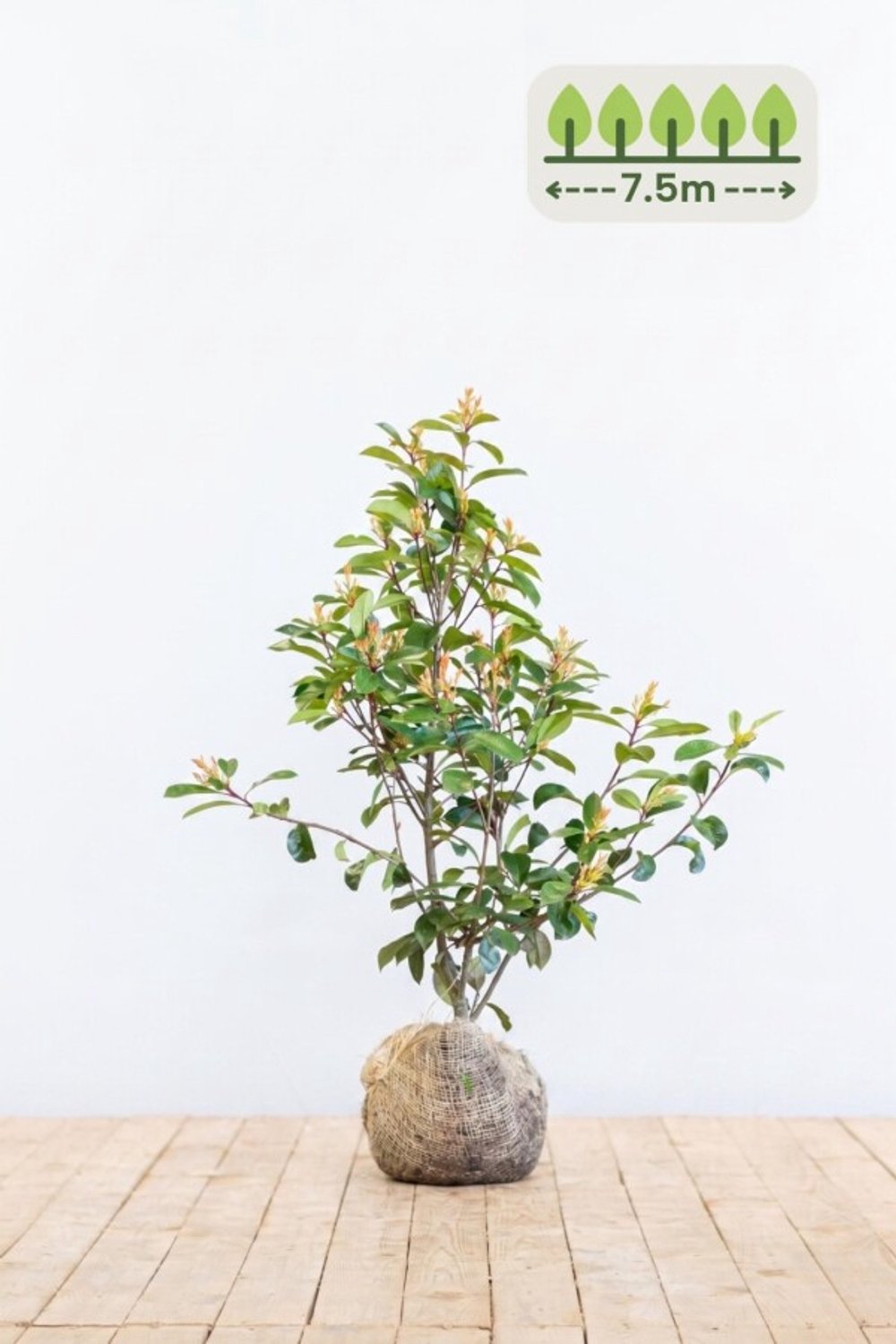 Photinia fraseri 'Red Robin' 80-100 cm voor 7.5 meter - 23st. Photinia fraseri 'Red Robin'