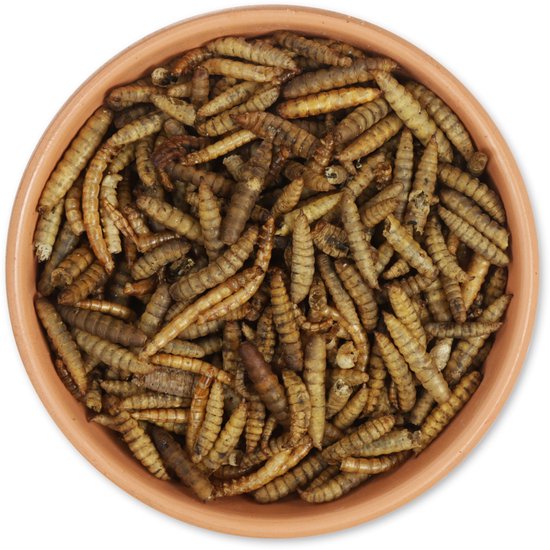 Een kom van terracotta gevuld met gedroogde meelwormen en larven in diverse tinten bruin.