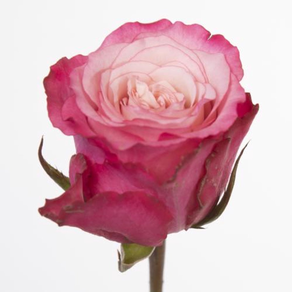 10x Rosa ramonda 60cm