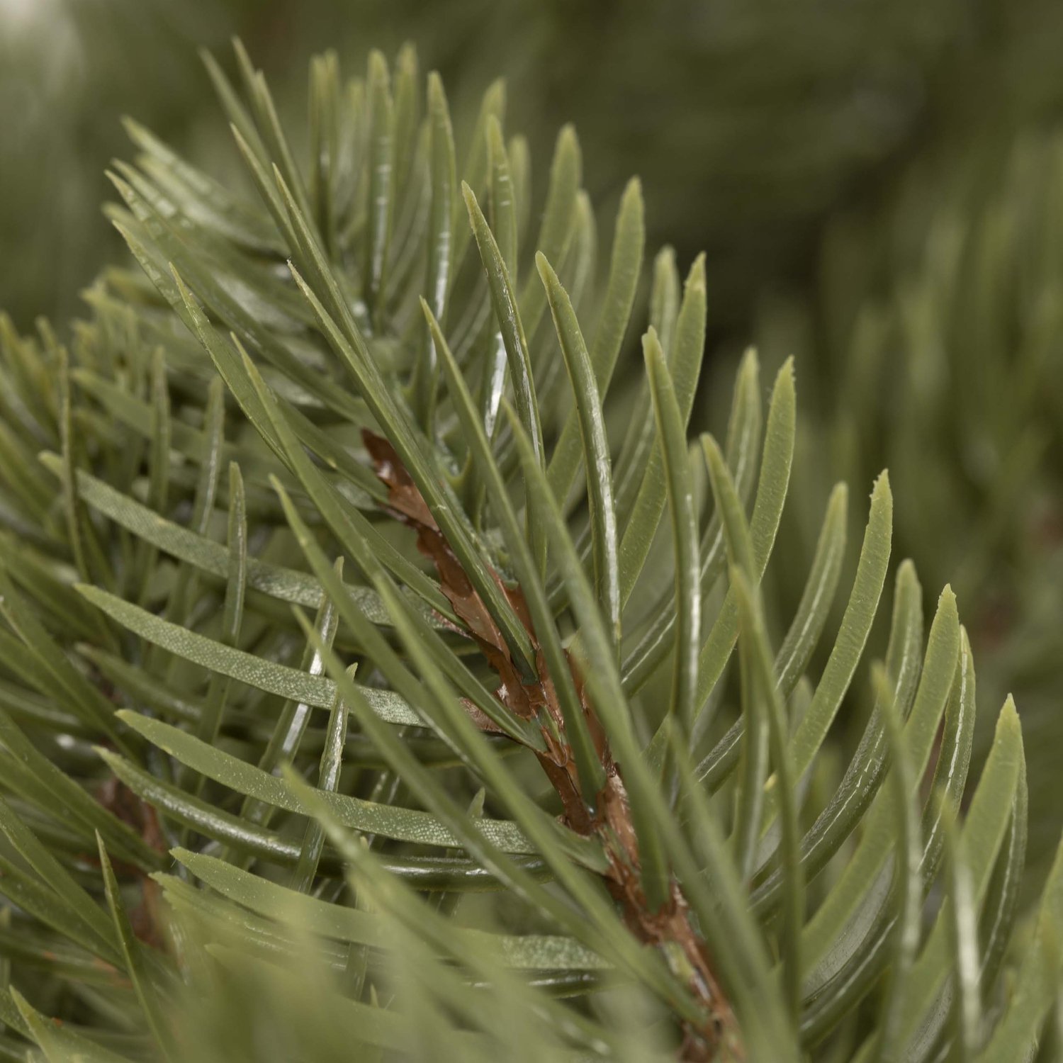 springos Kerstkrans | Kerst Decoratie | 35 cm Groen
