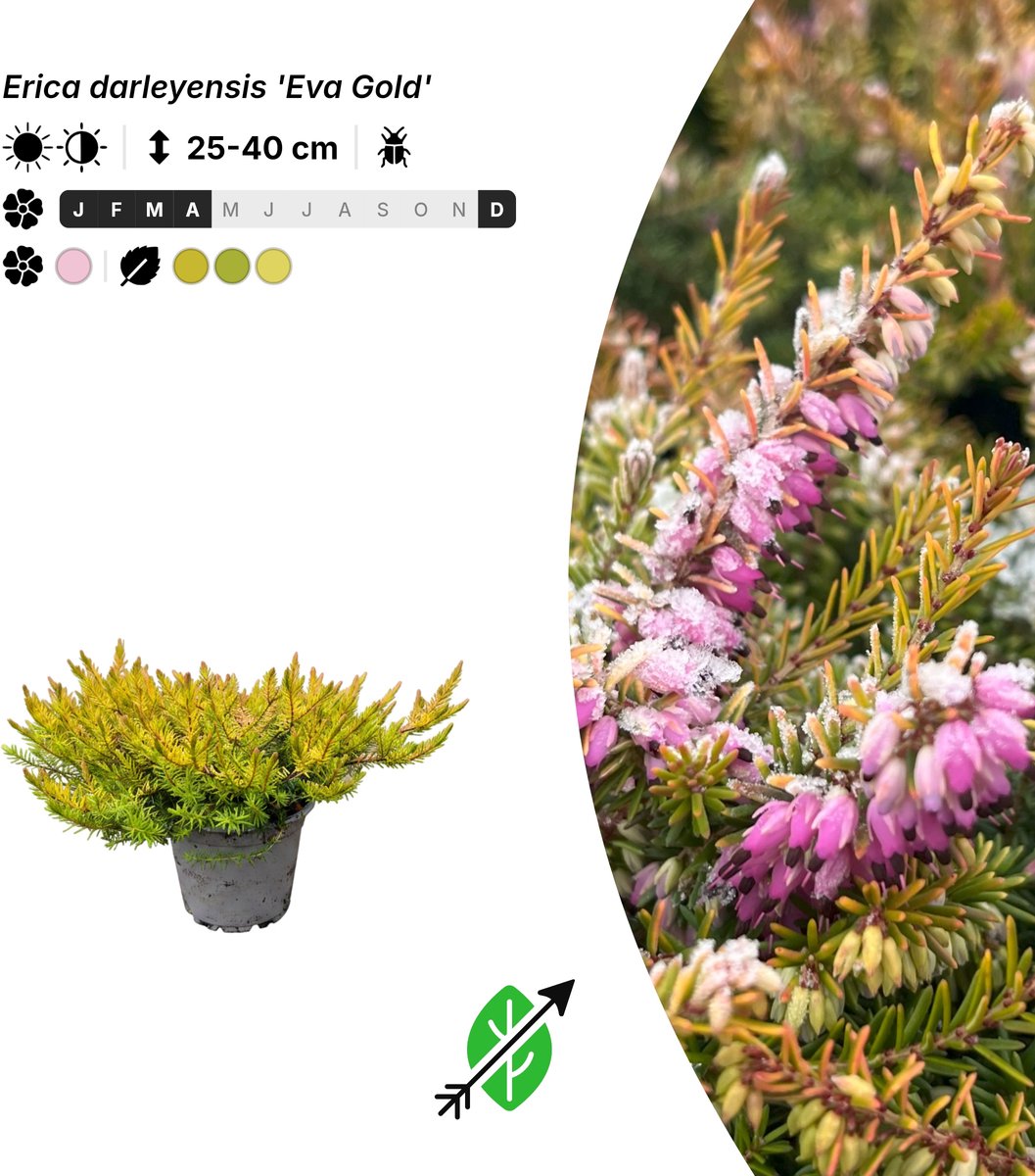 Singleplants - 10x Erica darleyensis 'Eva Gold' - Pot P10,5 - bodembedekker - winterhard tot -20°C