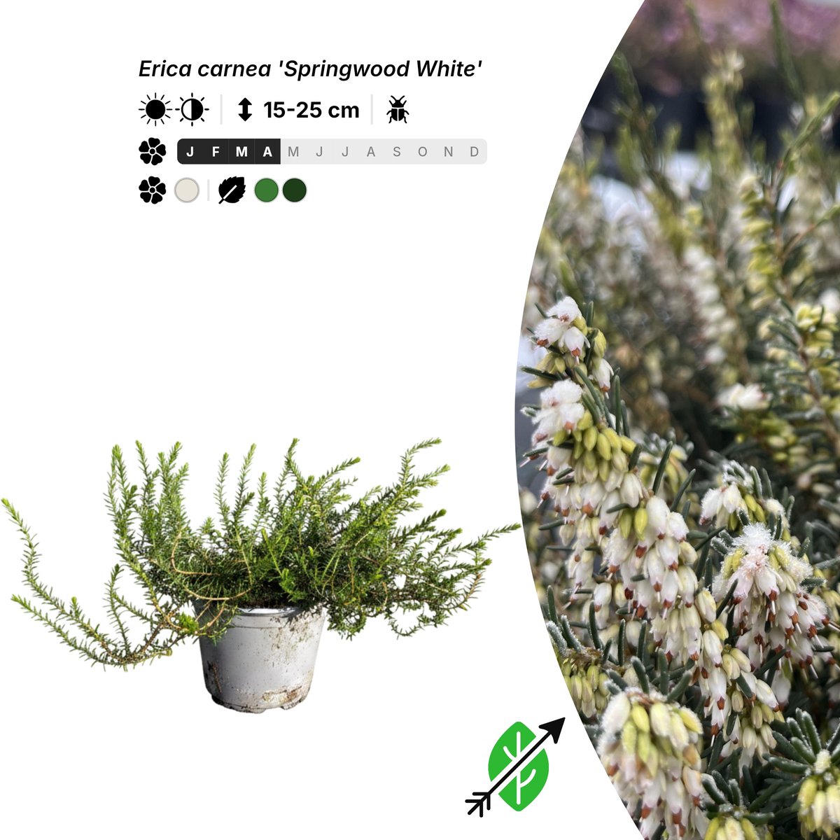 Singleplants - 10x Erica carnea 'Springwood White' - Pot P10,5 - bodembedekker - winterhard tot -28°C