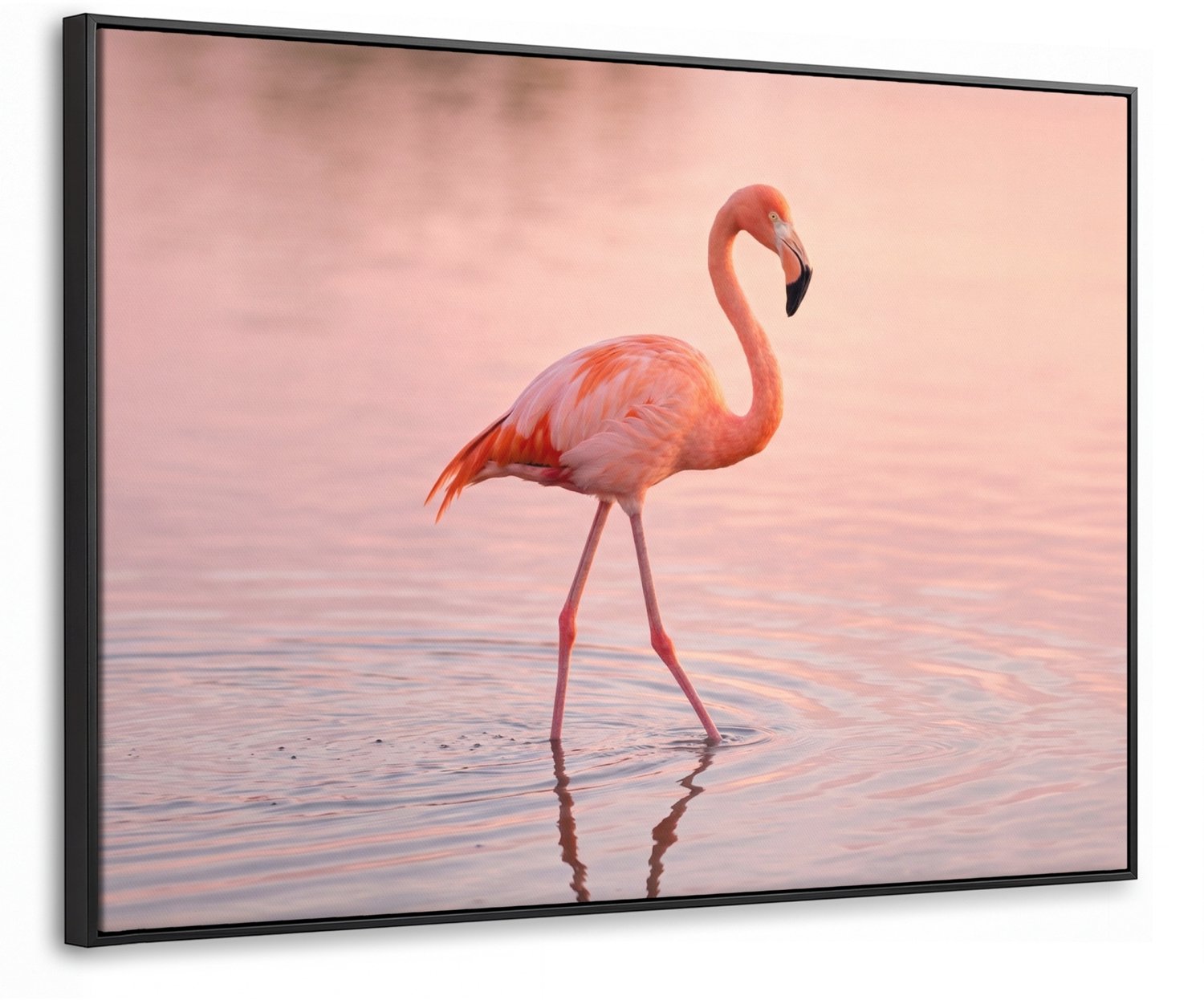 Canvas Schilderij met Baklijst 100x70cm - Flamingo - Water - Roze - Muurdecoratie woonkamer - Slaapkamer decoratie - Kamer accessoires - Schilderijen op canvas met lijst