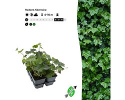 6x Hedera hibernica - Pot P9 - klimplant - in bloeiperiode - Singleplants