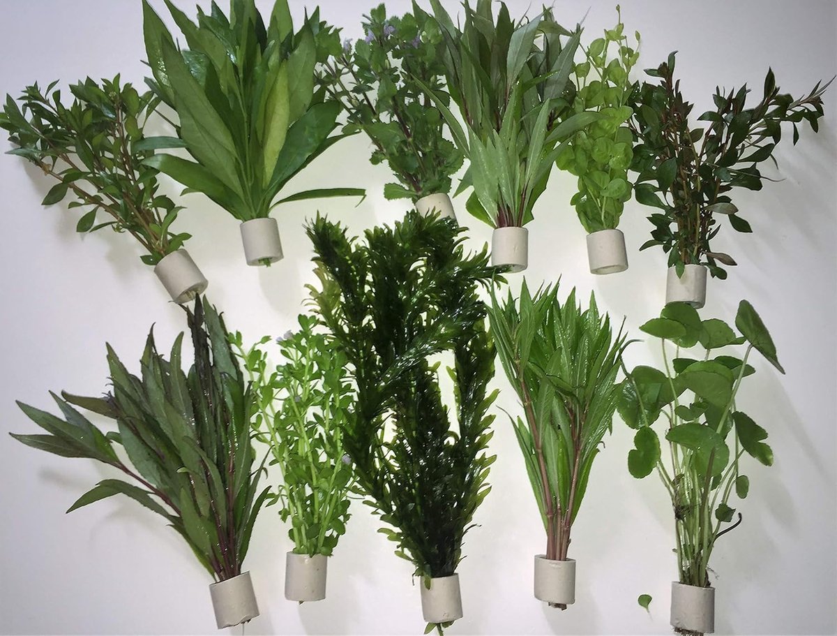 Waterplanten, 50 stelen, 5 extra dikke bundels