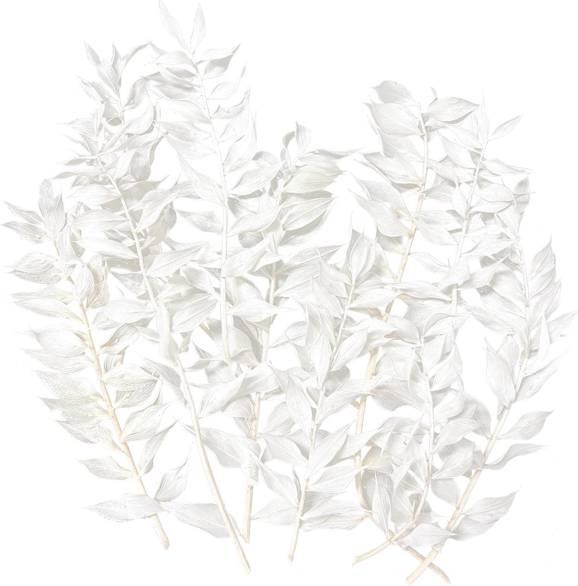 Dried Flowers Ruscus voor DIY Kunst, Resin, Scrapbooking en Sieraden Maken - Decoraties voor Bloemen en Cupcakes (Wit)