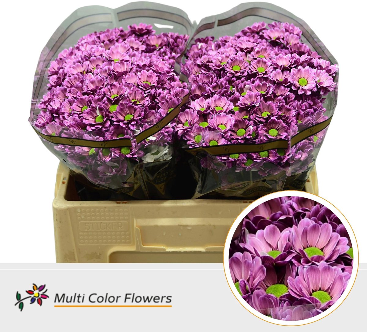 50x Chrysant san. bowie dark cherry 50cm