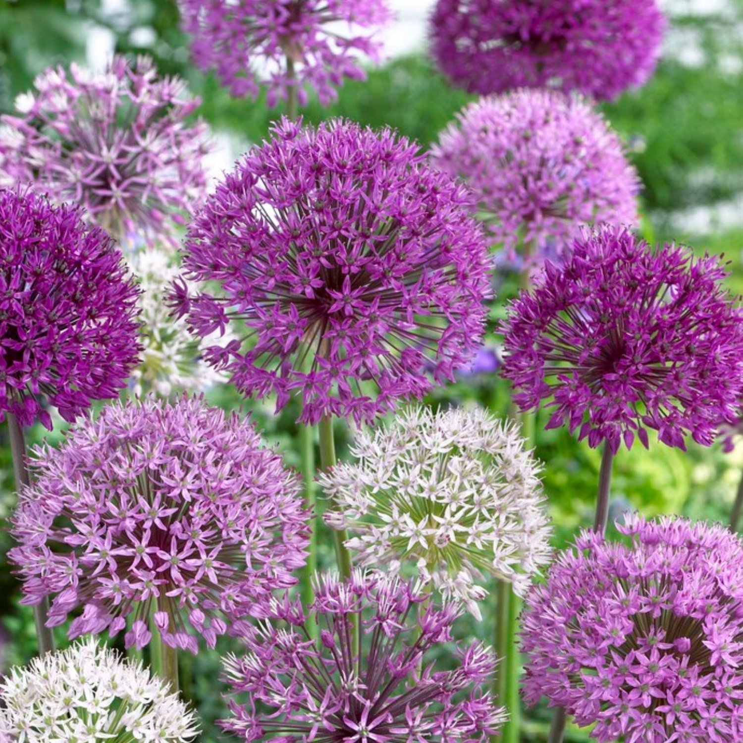 Allium Deco Mix - Sierui - Bijen-Vlinders - Snijbloemen - Voorjaarsbollen - bloeit in Mei / Juni / Juli