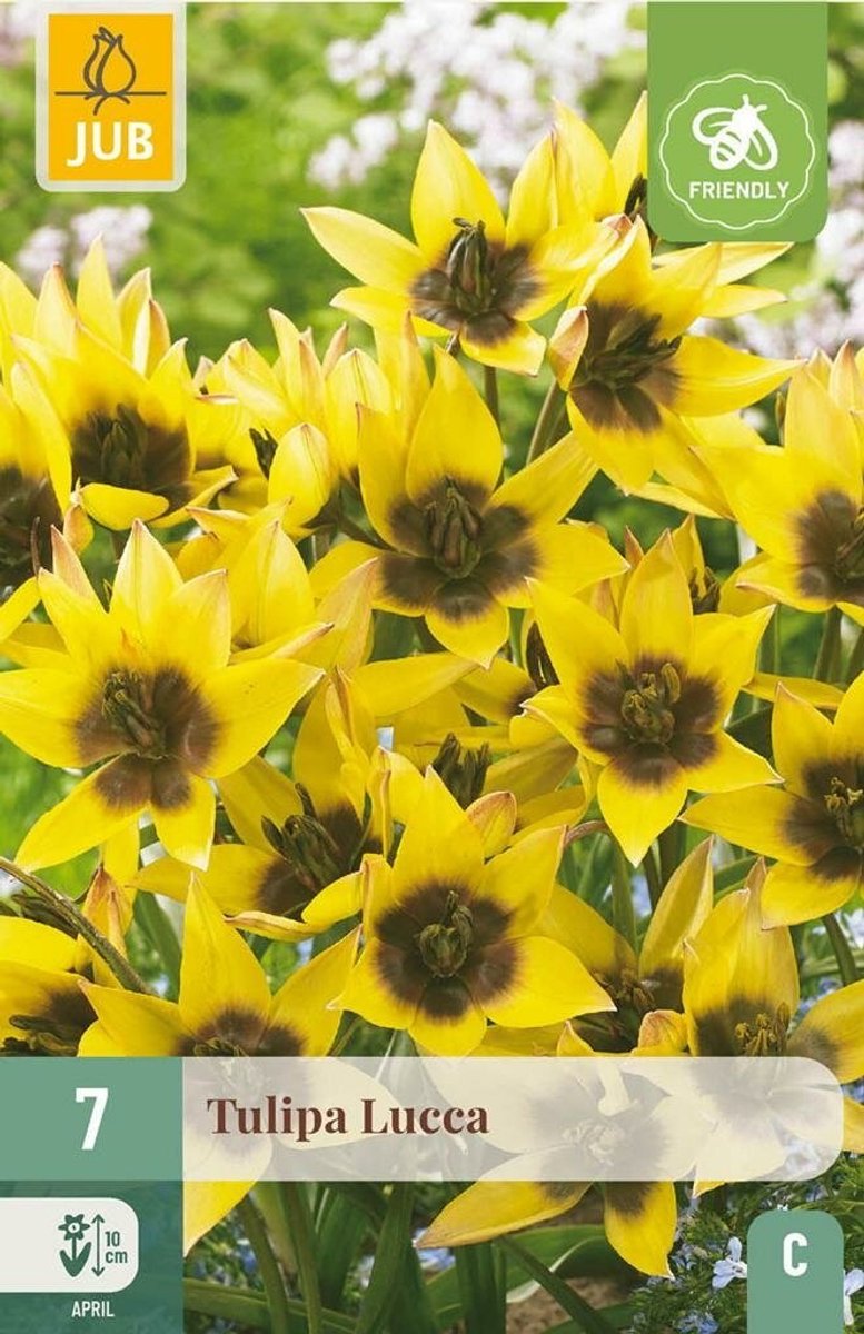 Tulipa lucca 7st JUB
