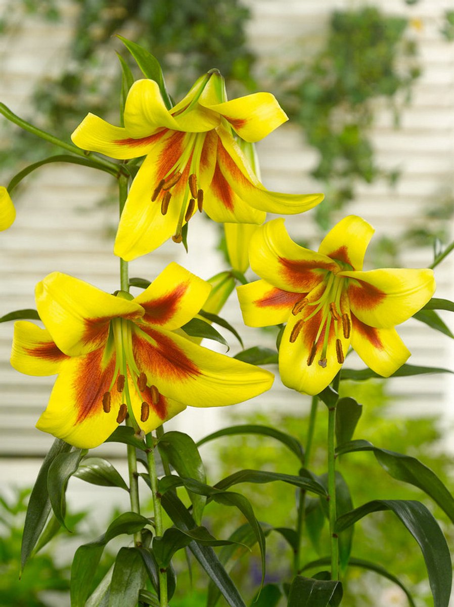 5x Lelies 'Robert swanson' - BULBi® Bloembollen met bloeigarantie