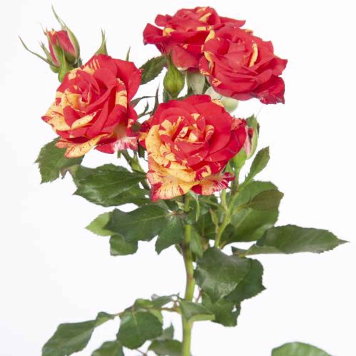 10x Rosa fire flash 40cm
