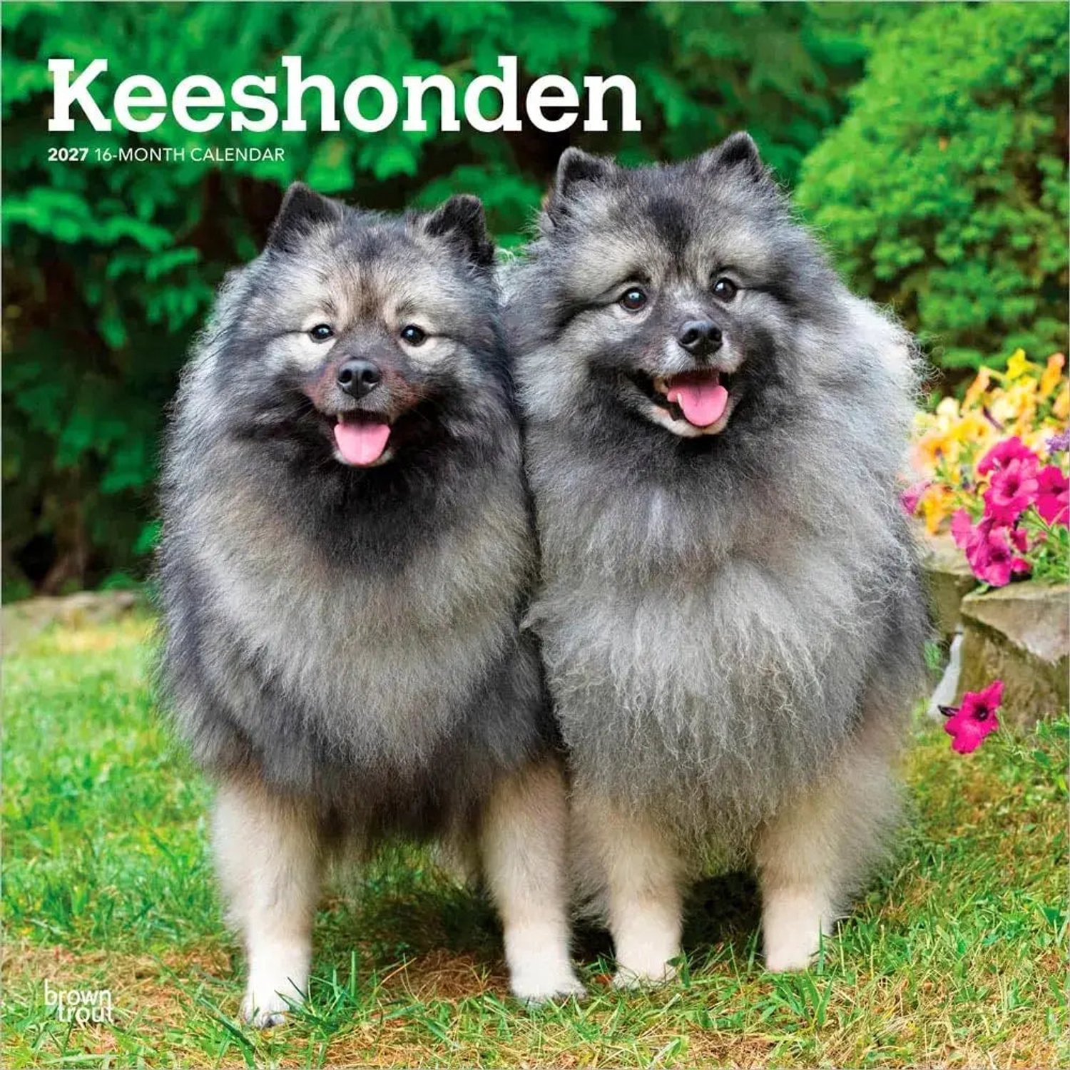 Keeshond Kalender 2027