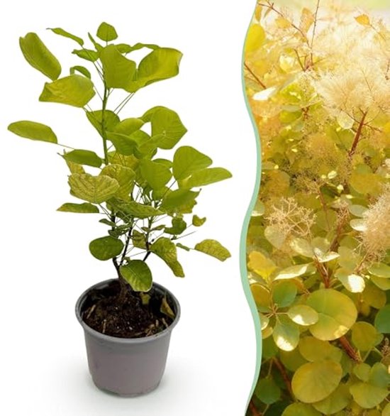 Cotinus coggygria Golden Spirit met Geel Blad — afbeelding 2